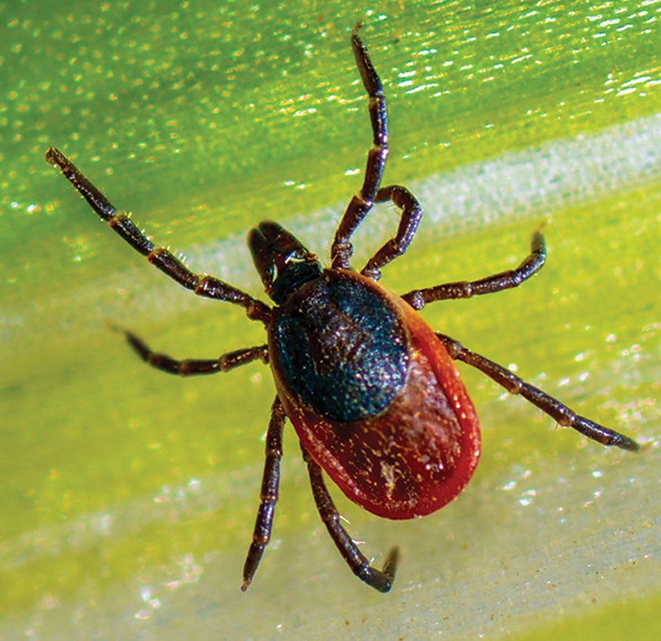 No cure or treatment available for another tick-borne disease, the Powassan virus
